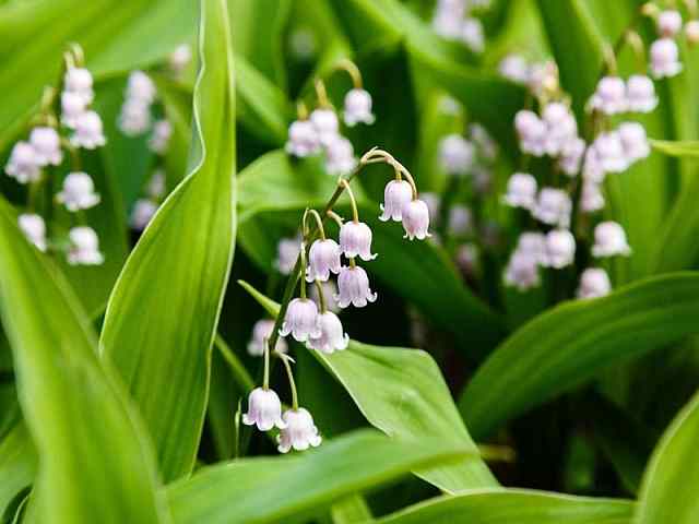 Convallaria majalis – Lelietje van Dalen