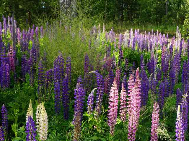 Lupinus – Lupine Lupinus - Lupine