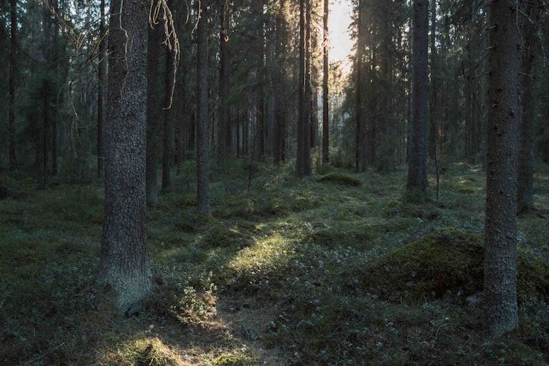 New methods produce data on forest resources even at the accuracy of individual trees