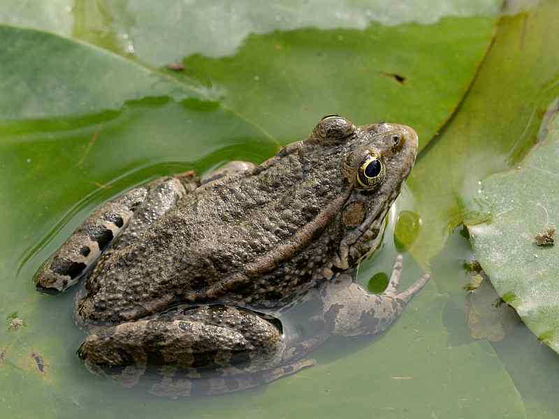 Pelophylax ridibundus – Groene kikker