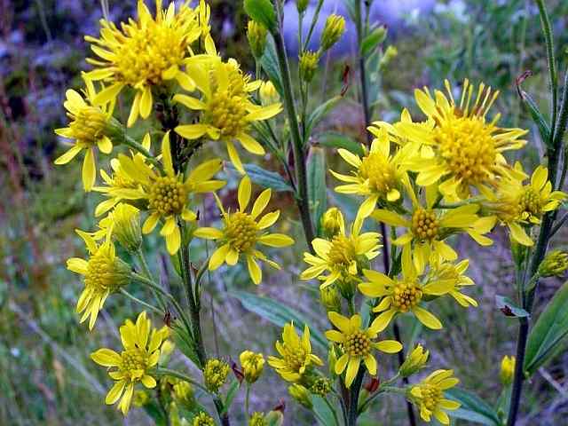 Solidago virgaurea – Echte guldenroede
