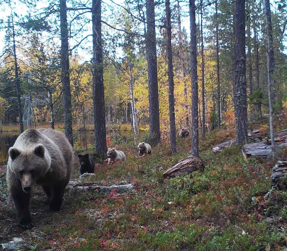 Surveillance camera captures bears marching off to winter slumber