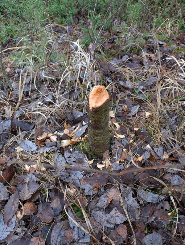 Bever aan het werk