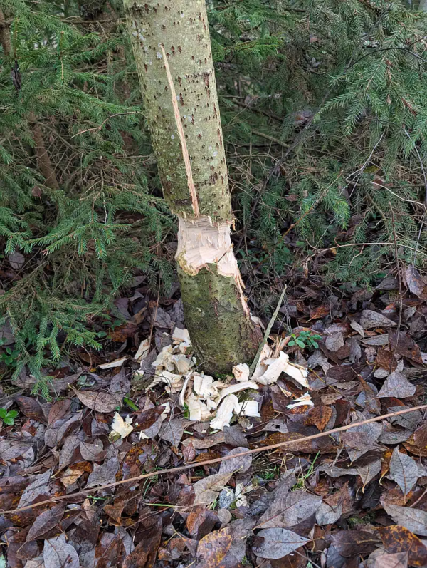 Bever aan het werk