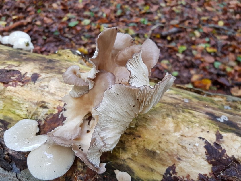 paddenstoelen-slideshow