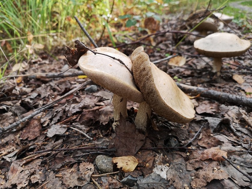 paddenstoelen-slideshow