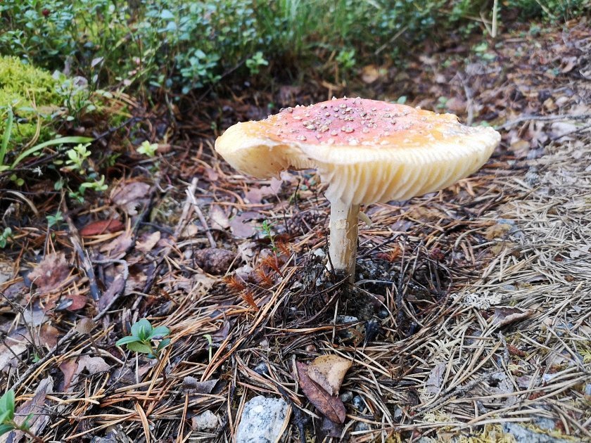 paddenstoelen-slideshow